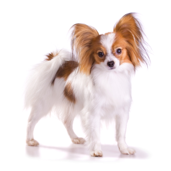 Papillon Information, Facts, Pictures, Training and Grooming